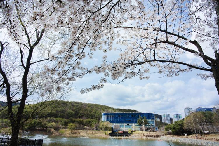 [Photo Essay] 'Cherry Blossom Ending' by Photographer Kim